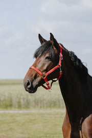 RIDING WORLD RIDING WORLD Cushing Nylon Headcollar Riding World RED salvaschiena per sella inglese 510258 303RED 