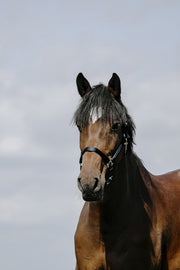RIDING WORLD RIDING WORLD Cushing Nylon Headcollar Riding World BLUE salvaschiena per sella inglese 510258 307BLUE 