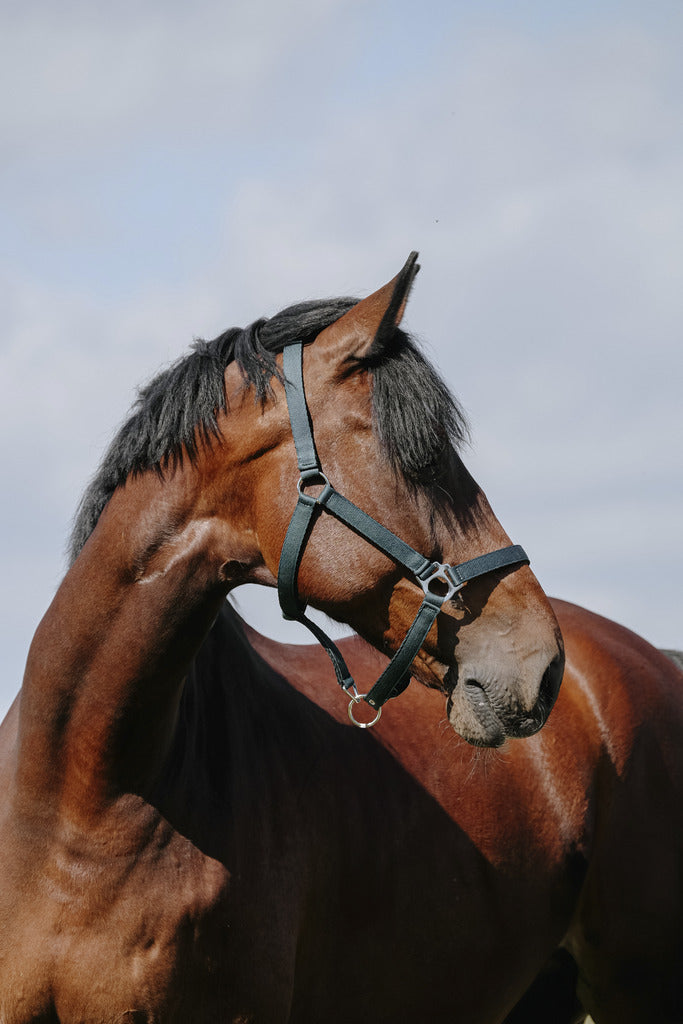 RIDING WORLD RIDING WORLD Cushing Nylon Headcollar Riding World Dark green salvaschiena per sella inglese 510258 309DARKGREEN 