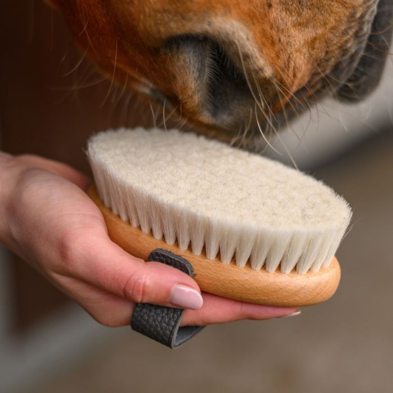WALDHAUSEN Brusca Head Grooming Brush Exclusive Line Waldhausen 3874313 NEUTRO 