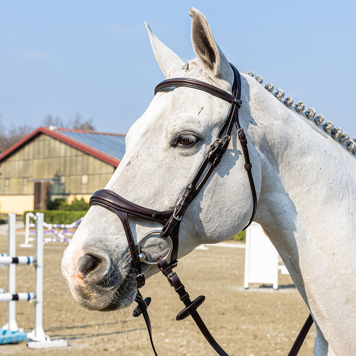 WINNER WINNER 09SA48535MARRONE Marrone ACCESSORI PER IL CAVALLO 09SA48535 MARRONE 