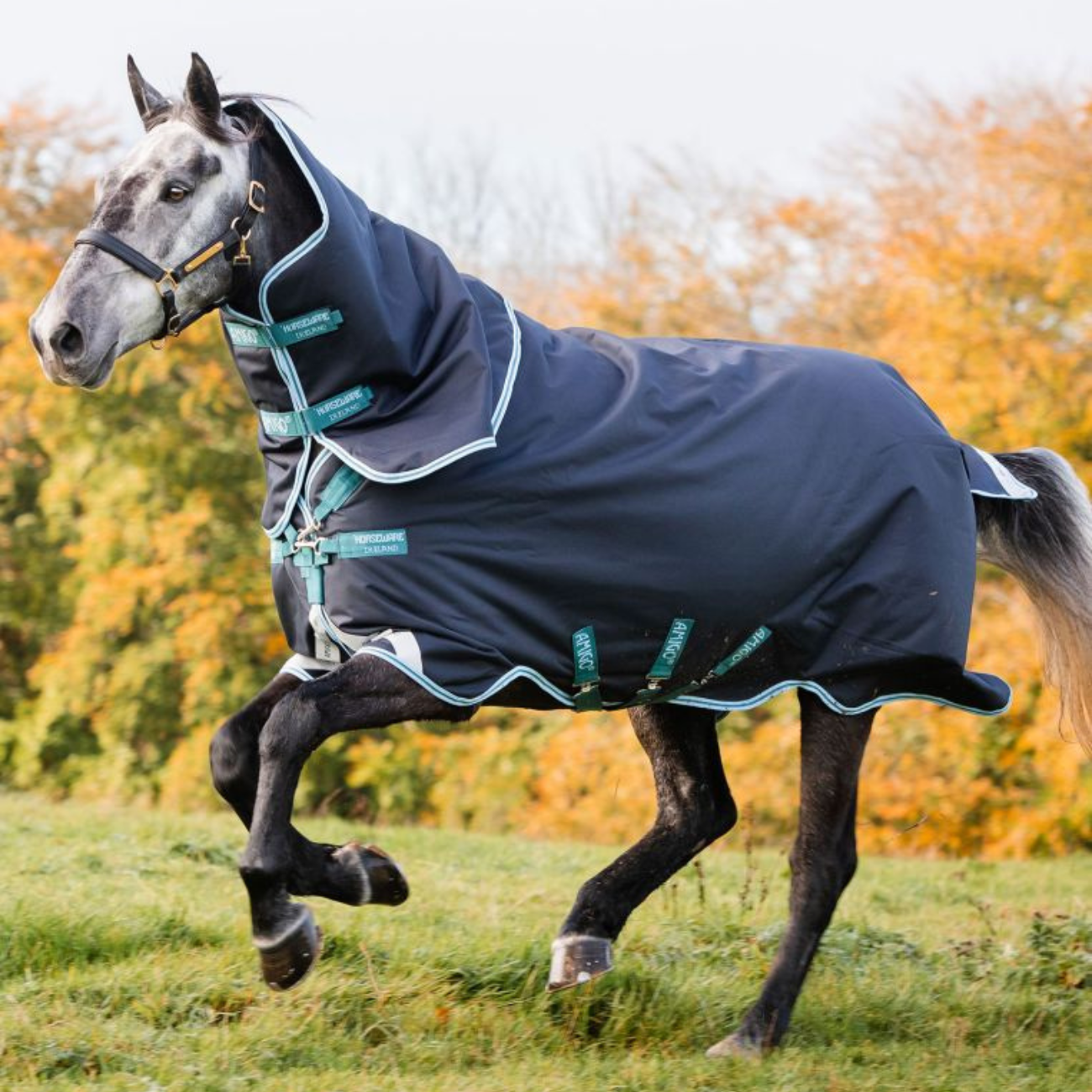 Coperta Da Paddock Amigo Bravo 12 Plus 250 gr 31HO-AARP72 NAVY-ACQUA HORSEWARE 