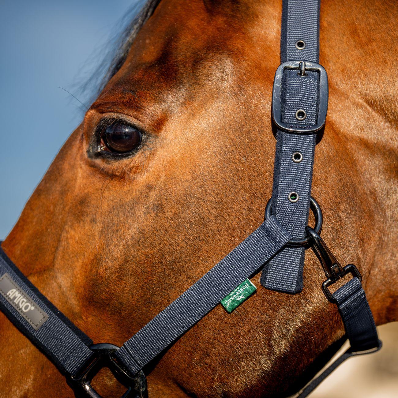 Set Capezza E Lunghina Amigo Horseware Blu DHRX01 B000NAVY HORSEWARE 