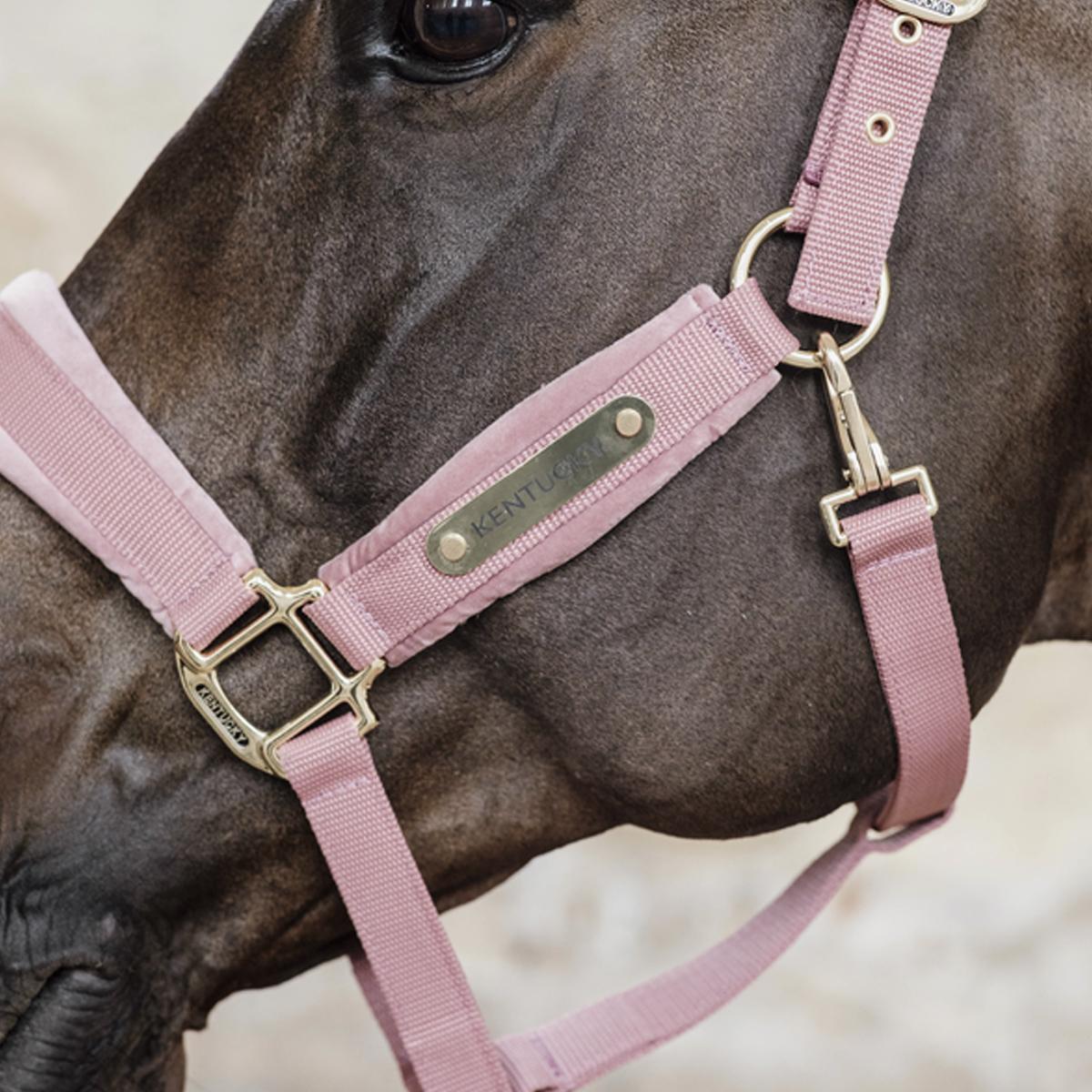 Halter in VELLUTO KENTUCKY 42558 10ROSE KENTUCKY