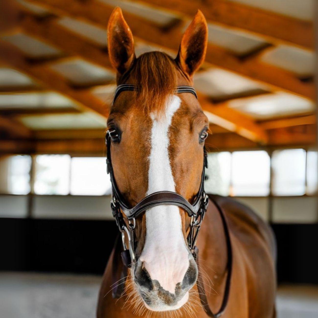 TESTIERA MICKLEM COMPETITION HORSEWARE SBMBN1 BROWN HORSEWARE 