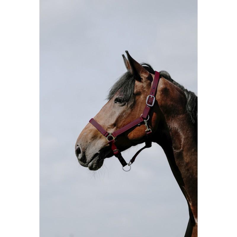 510258 133BURGUNDY RIDING WORLD