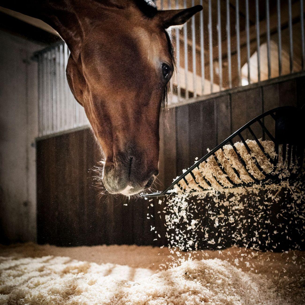 Trucioli Per Lettiera 20kg Alpenspan ALETTALP05 NEUTRO ALPENSPAN 