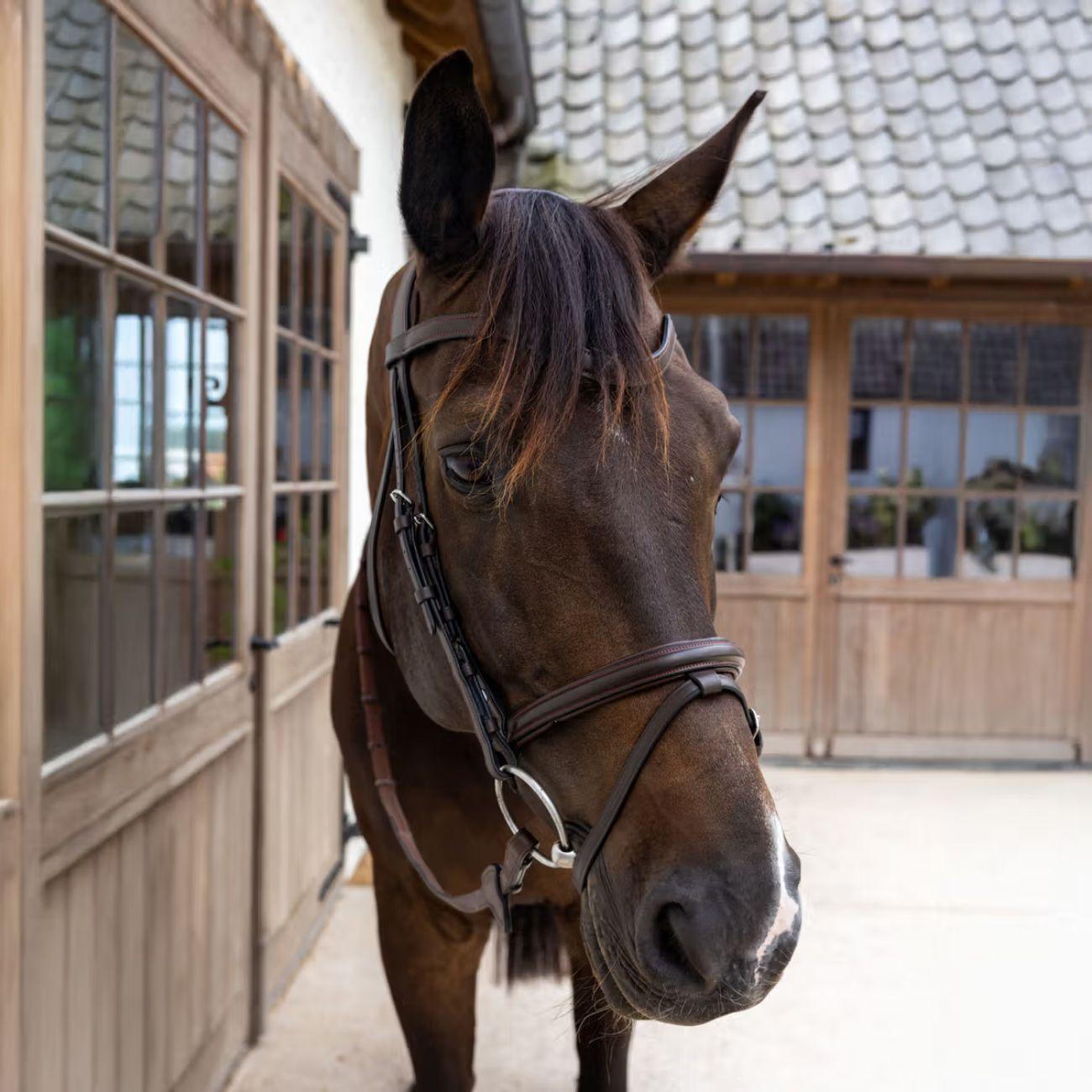 Testiera Con Capezzina Flash SO Dy'on SO-10001 BROWN DY'ON 