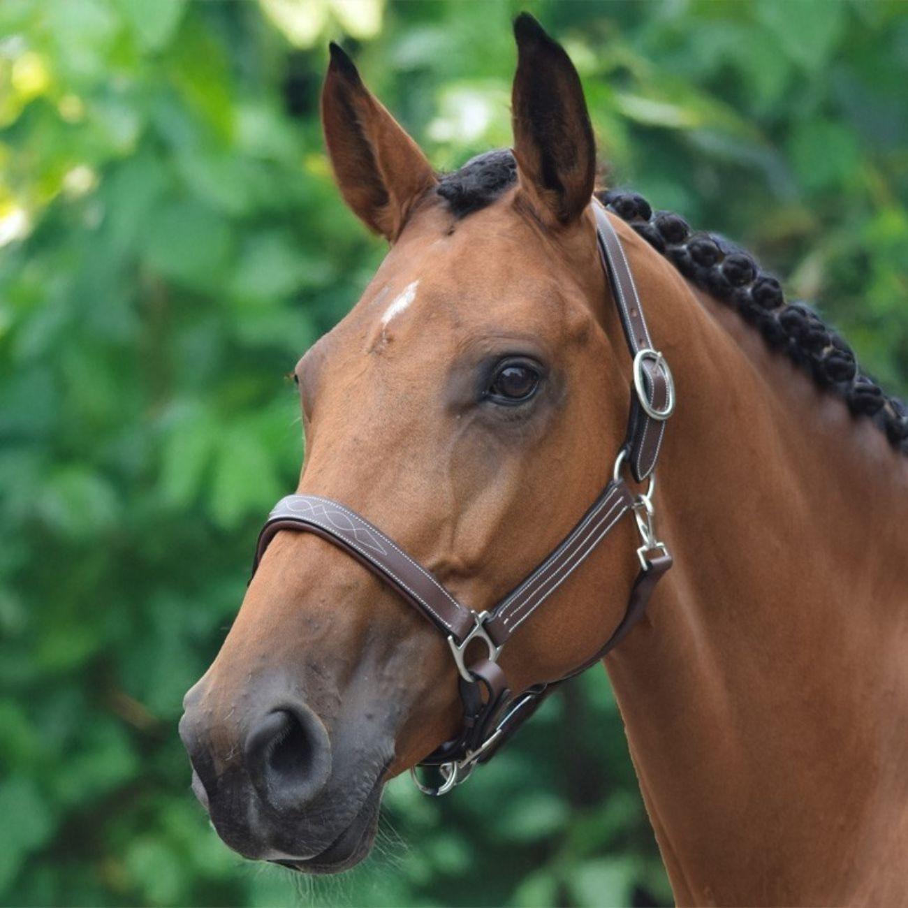 JUMP'IN CAPEZZA - COLLECTION ONE JUMP'IN Marrone capezzini e capezze LOFAMARRONE 09JULOFA MARRONE JUMP'IN 