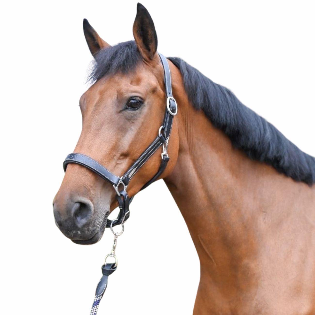 JUMP'IN CAPEZZA - COLLECTION ONE JUMP'IN Nero capezzini e capezze LOFANERO 09JULOFA NERO JUMP'IN 