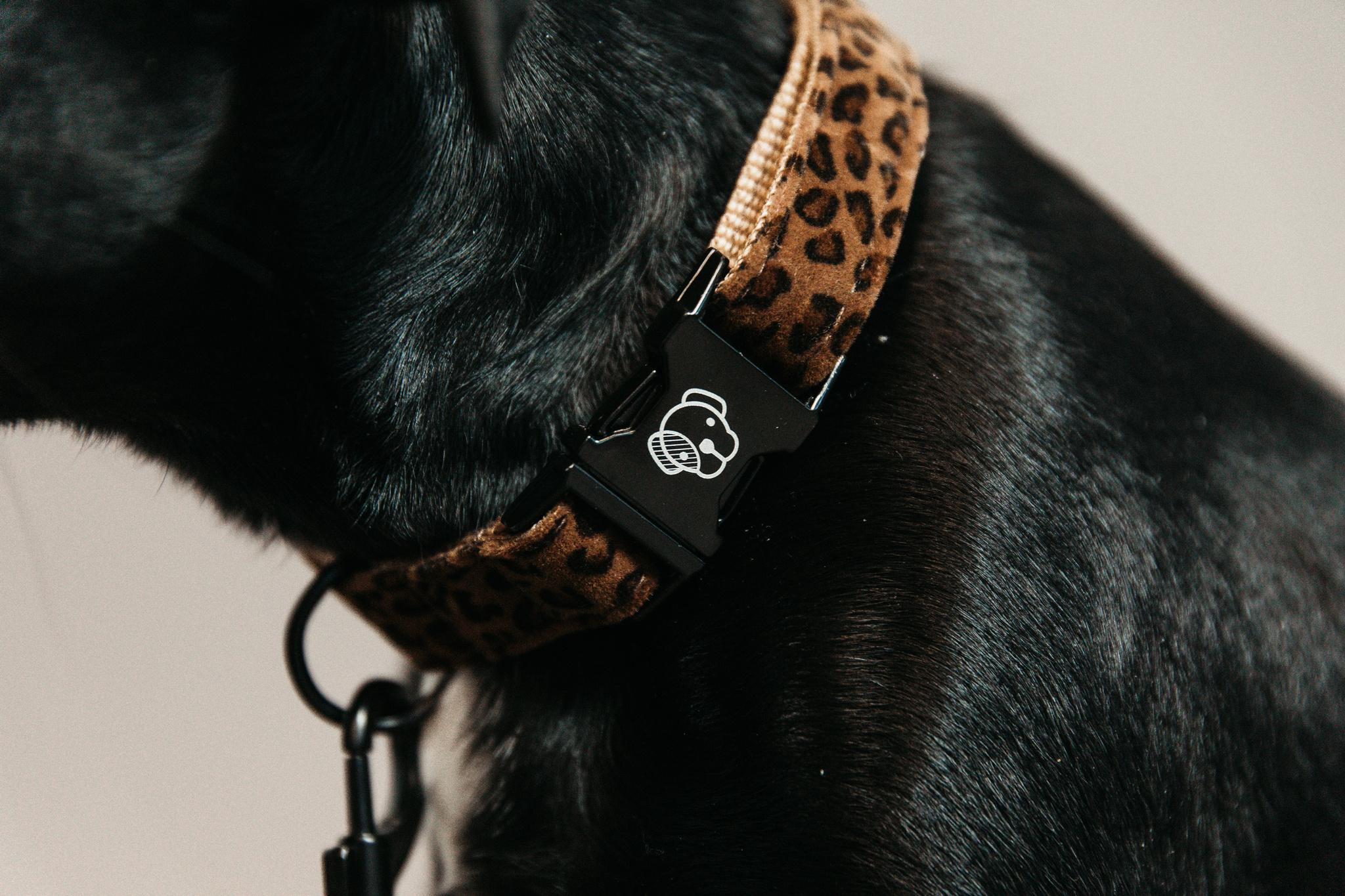 COLLARE PER CANE COCCODRILLLO KENTUCKY 09KT-42630 55LEOPARD KENTUCKY 