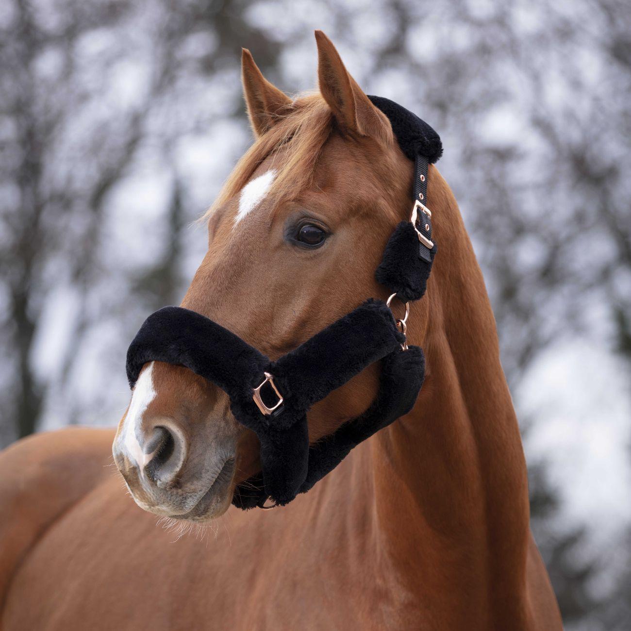 Capezza Teddy Rose Gold Equitheme 510091 NAVY EQUITHEME 