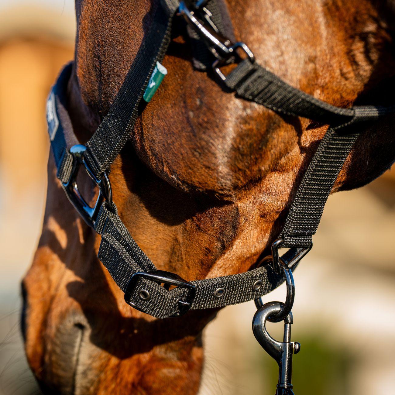 Set Capezza E Lunghina Amigo Horseware Nero DHRX01 K000BLACK HORSEWARE 