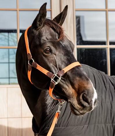 Halter in NYLON KENTUCKY 42516 45ORANGE KENTUCKY