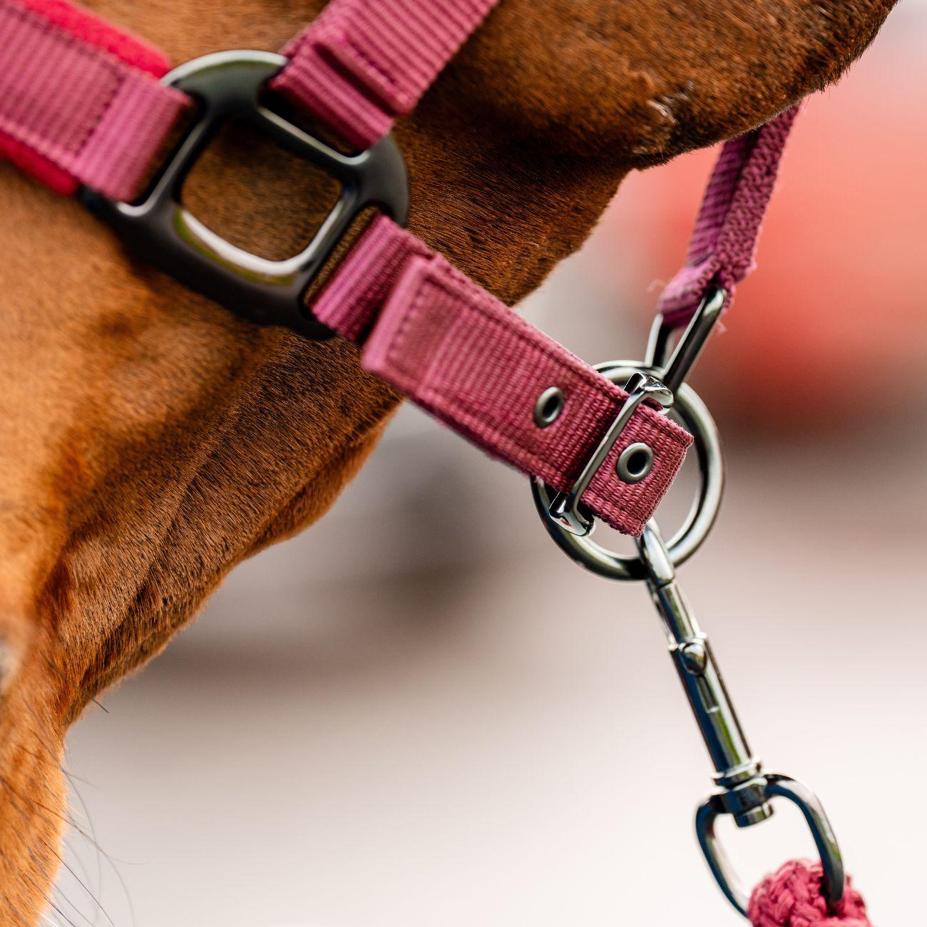 Set Capezza E Lunghina Amigo Horseware Bordeaux DHRX01 RRR0MULBERRY HORSEWARE 