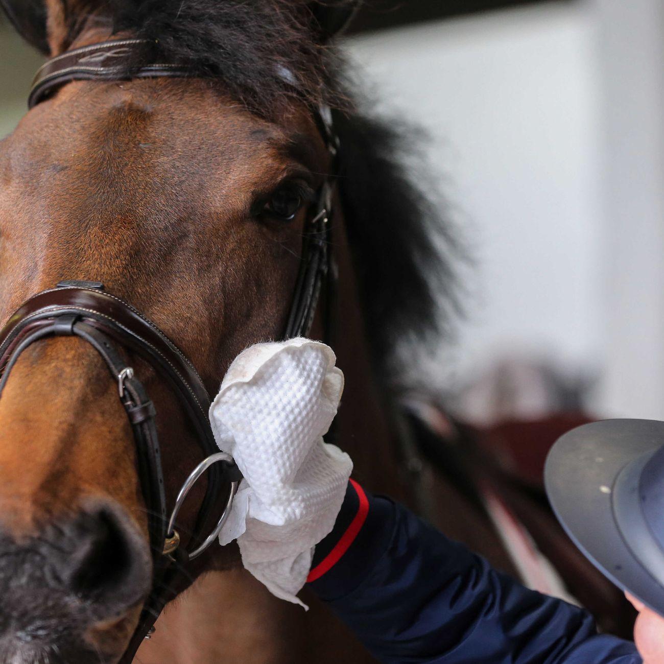 Carr & Day & Martin BELVOIR TACK CLEANER MITT STEP 1 - detergente per cuoio spray (Step 1) 726018 NEUTRO CARR AND DAY AND MARTIN 