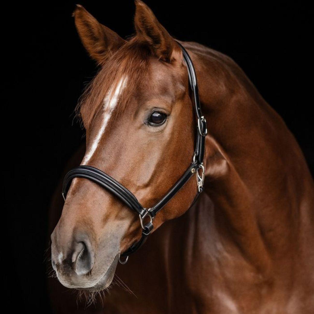 Capezza Classy S-Line Waldhausen Nero 98088 01BLACK WALDHAUSEN 