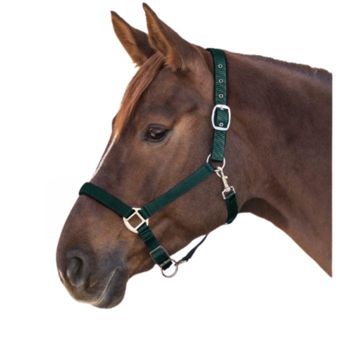 Waldhausen PERLON HALTER SATIN Verde CAPEZZINI E CAPEZZE 5025 64GREEN WALDHAUSEN 