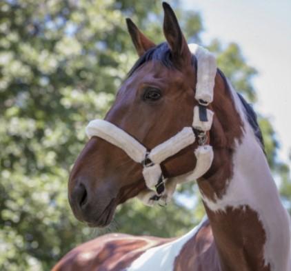 Capezza Cavallo Con Pelo Norton 510015 375 NAVY/ECRU NORTON 