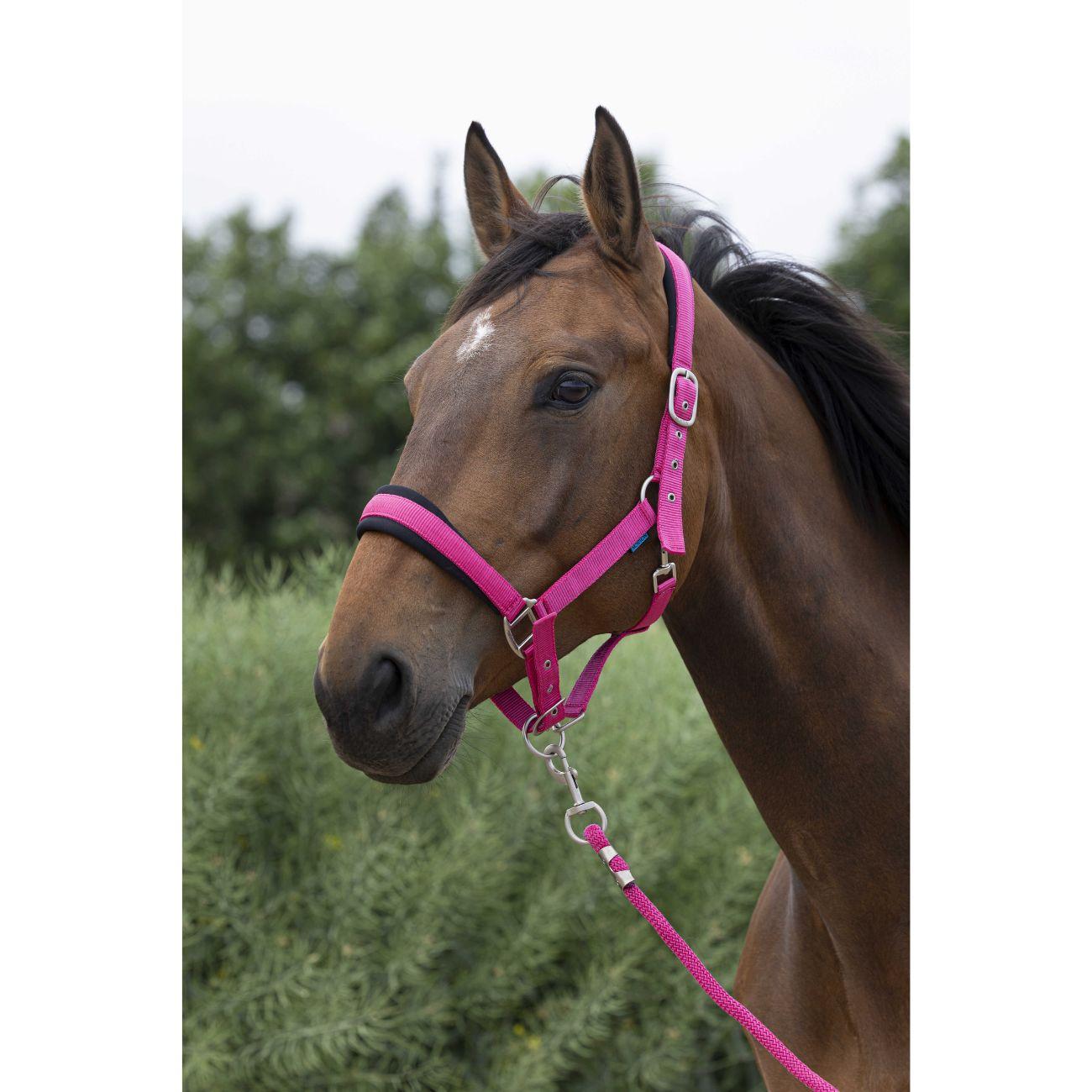 Set Capezza E Lunghina Large Norton Fuxia 510249 RASPBERRY NORTON 