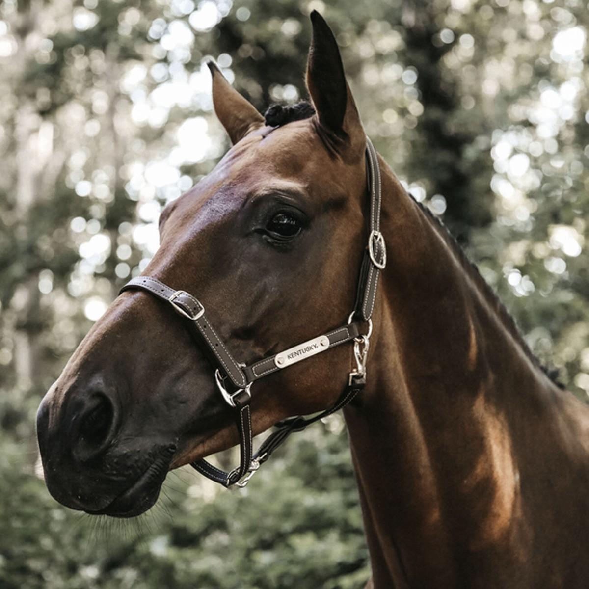 Capezza In Cuoio Flex Con Targhetta Kentucky 42712 05BROWN KENTUCKY 