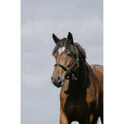 510258 202BLACK RIDING WORLD
