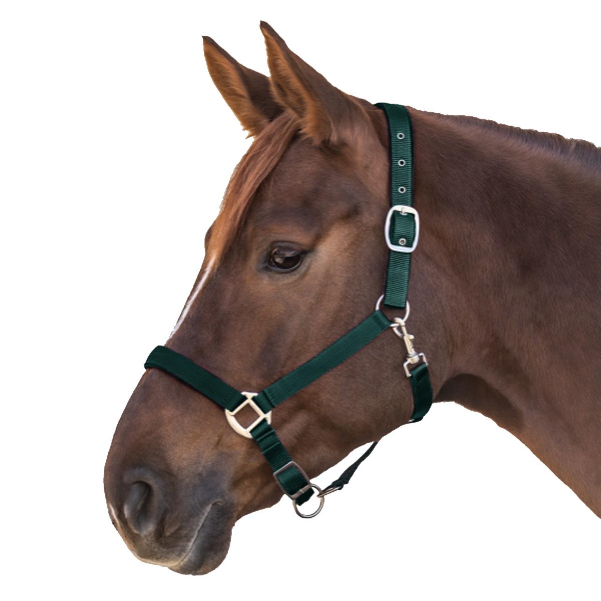 Waldhausen PERLON HALTER SATIN Verde CAPEZZINI E CAPEZZE 5025 64GREEN WALDHAUSEN 