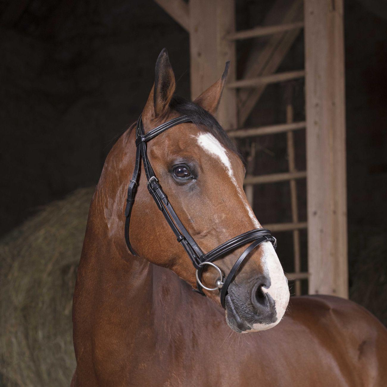 Tesiera Pro Bridle Norton 301827 BLACK NORTON 