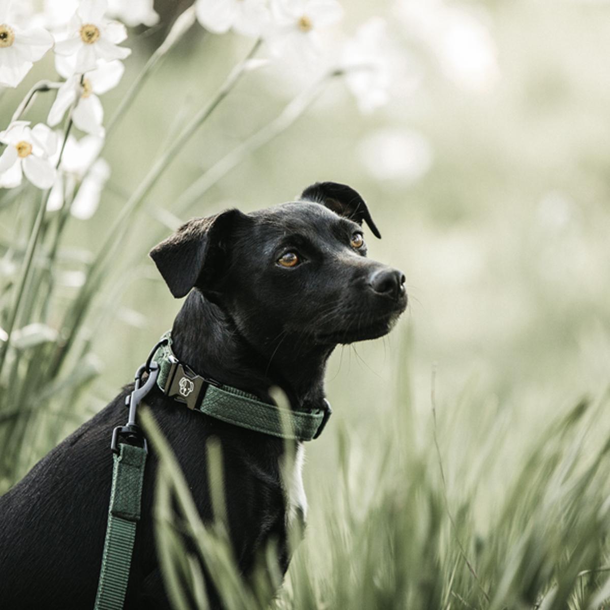 COLLARE PER CANE COCCODRILLLO KENTUCKY 09KT-42630 74GREEN KENTUCKY 