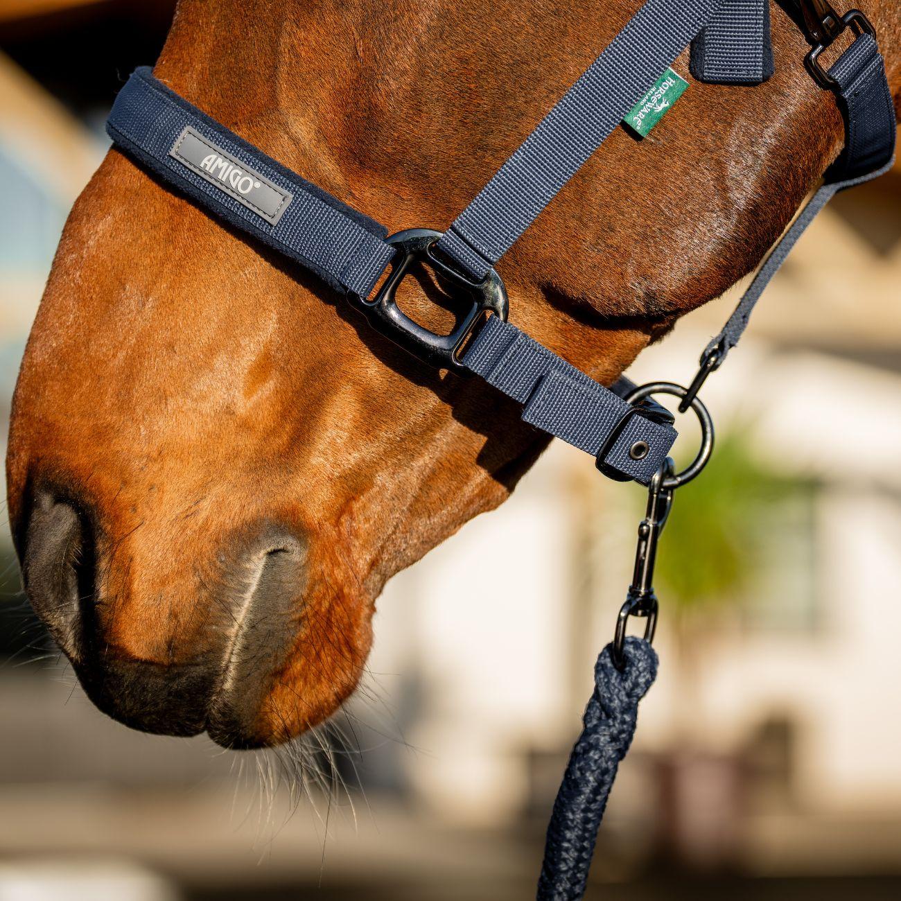 Set Capezza E Lunghina Amigo Horseware Blu DHRX01 B000NAVY HORSEWARE 