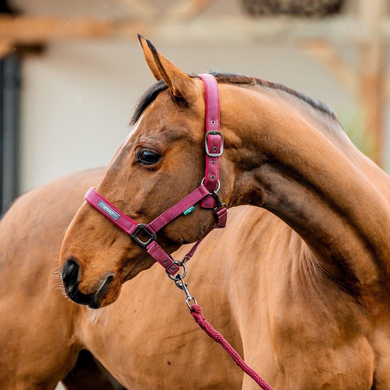 Set Capezza E Lunghina Amigo Horseware Bordeaux DHRX01 RRR0MULBERRY HORSEWARE 