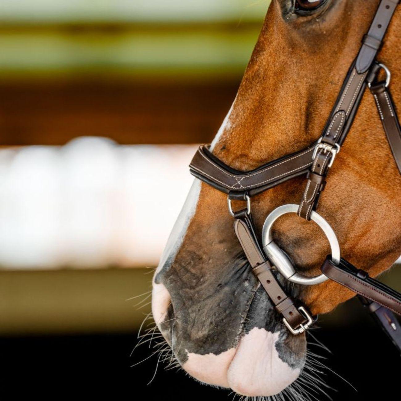 TESTIERA MICKLEM COMPETITION HORSEWARE SBMBN1 BROWN HORSEWARE 
