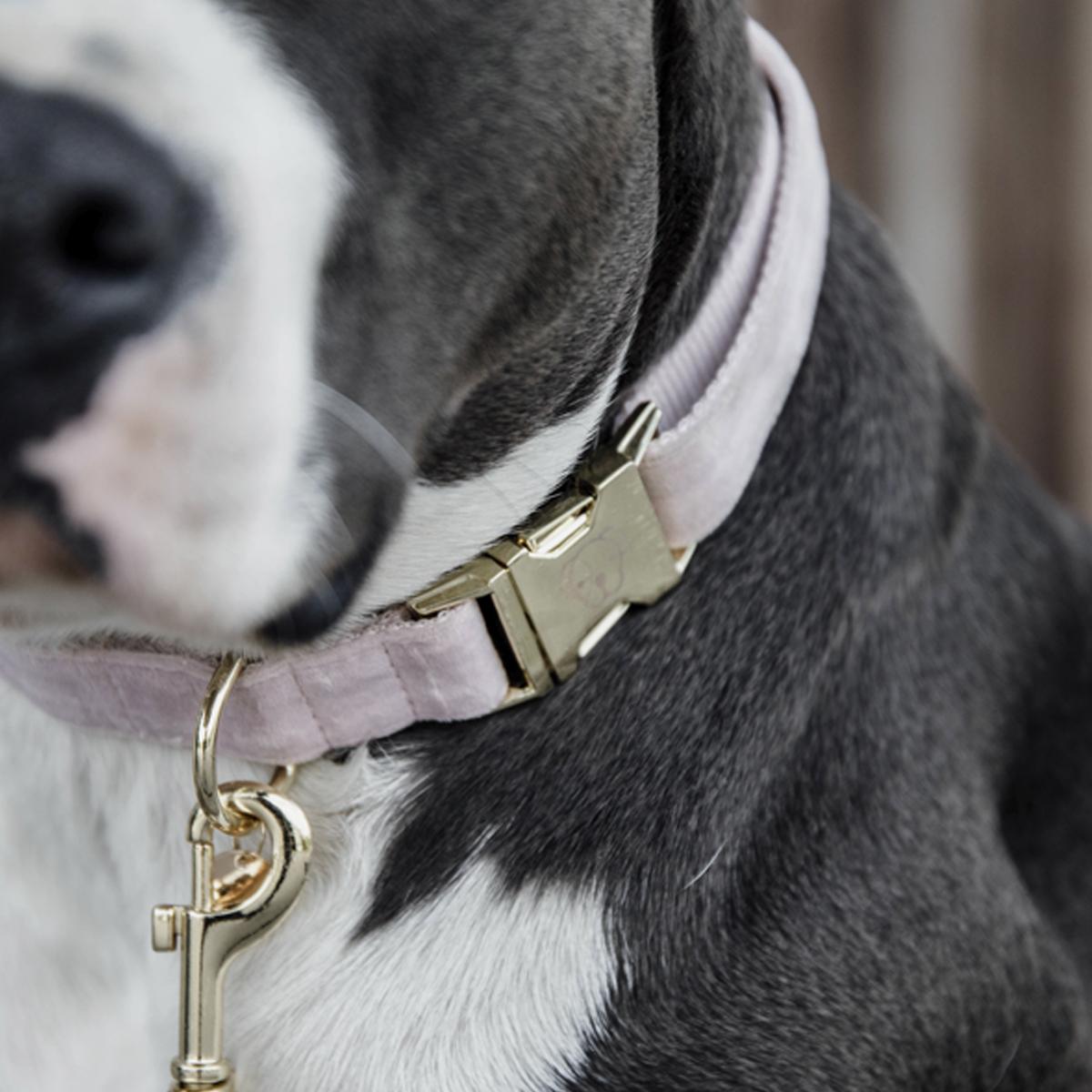 COLLARE PER CANE IN VELLUTO KENTUCKY 09KT-42538 50ROSE KENTUCKY 