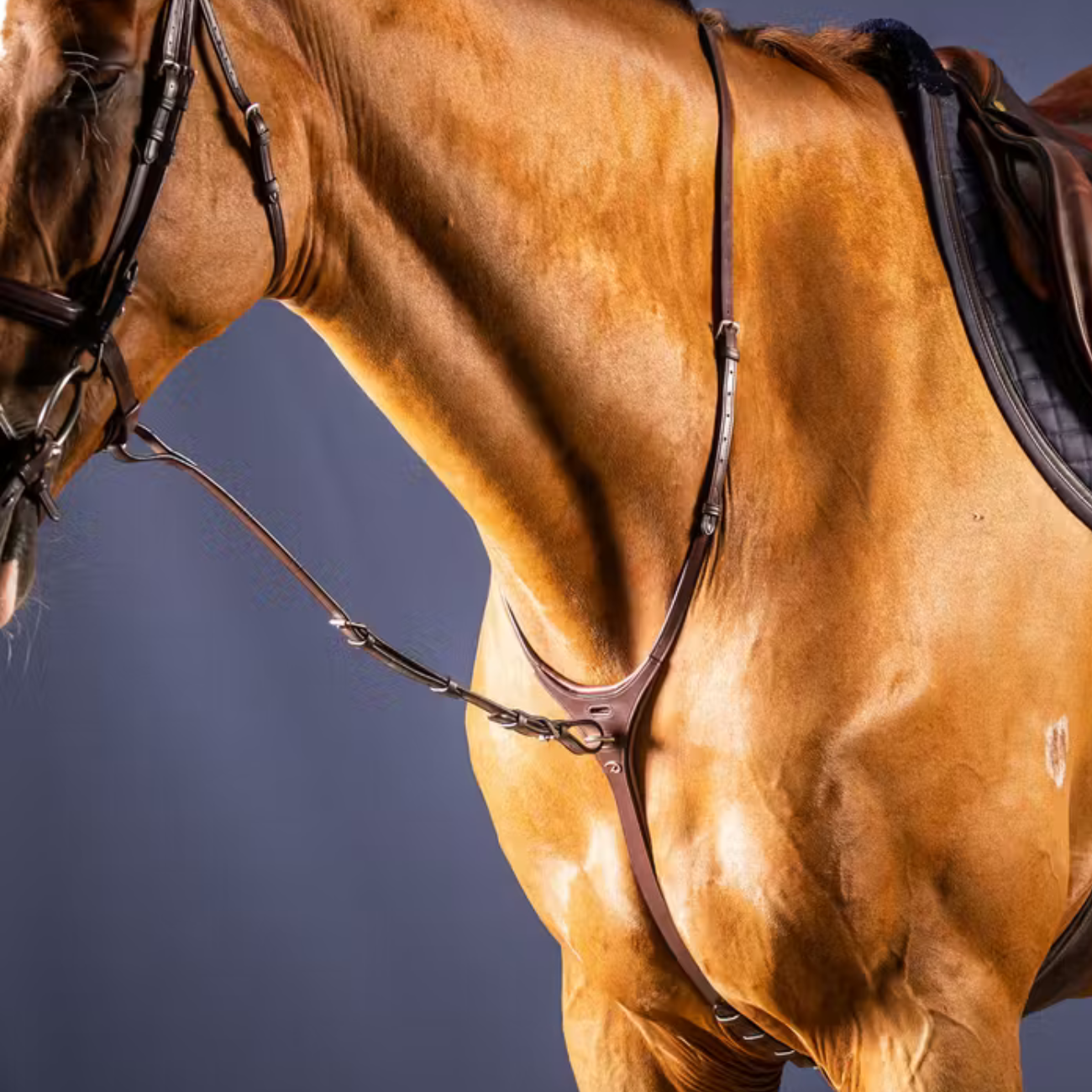 DY'ON STANDING MARTINGALE ATTACHMENT NEW ENGLISH COLLECTION Marrone MARTINGALE E FORCHETTE NE07E BROWN DY'ON 