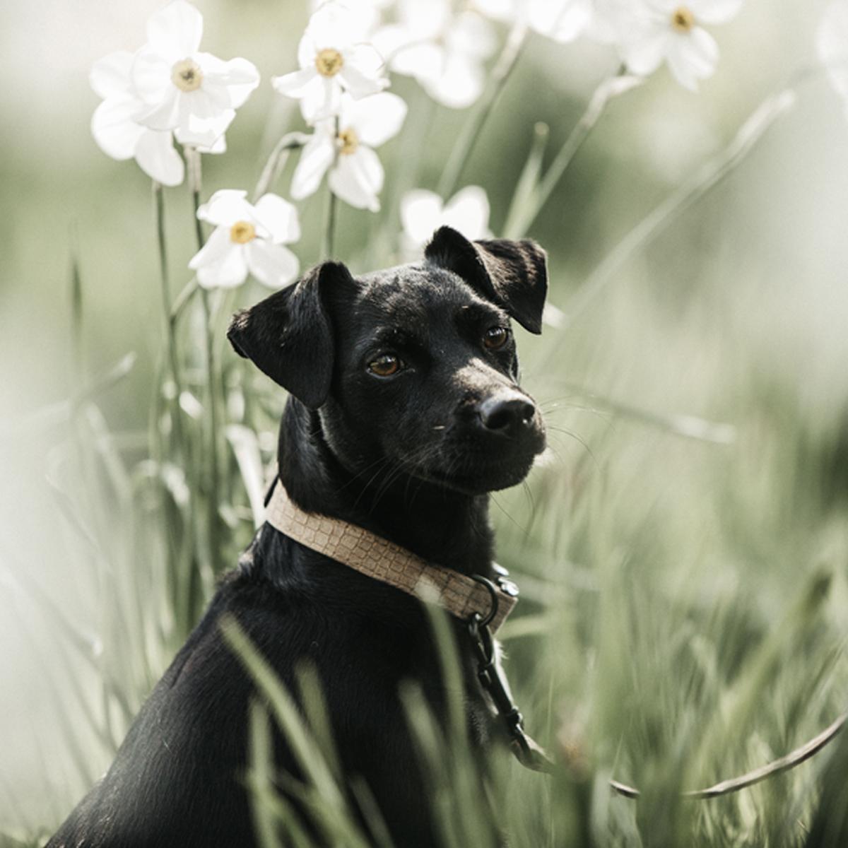 COLLARE for CANE COCCODRILLLO KENTUCKY 09KT-42630 05BROWN KENTUCKY