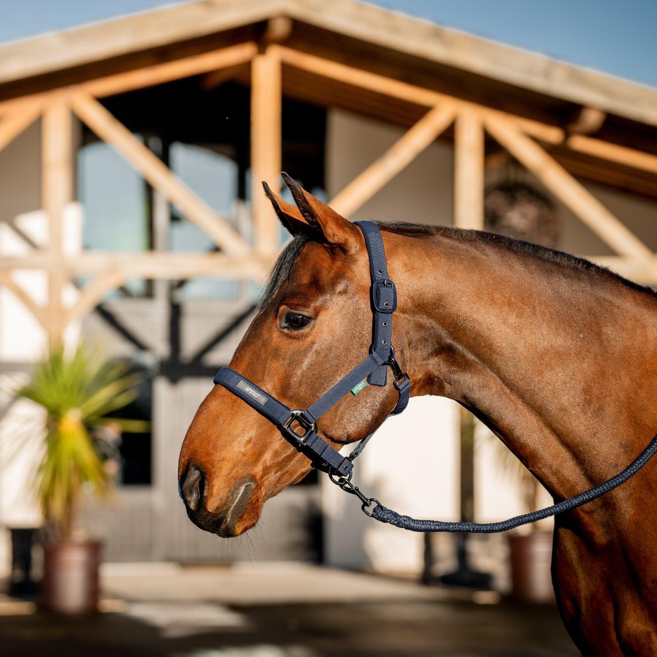 Set Capezza E Lunghina Amigo Horseware Blu DHRX01 B000NAVY HORSEWARE 