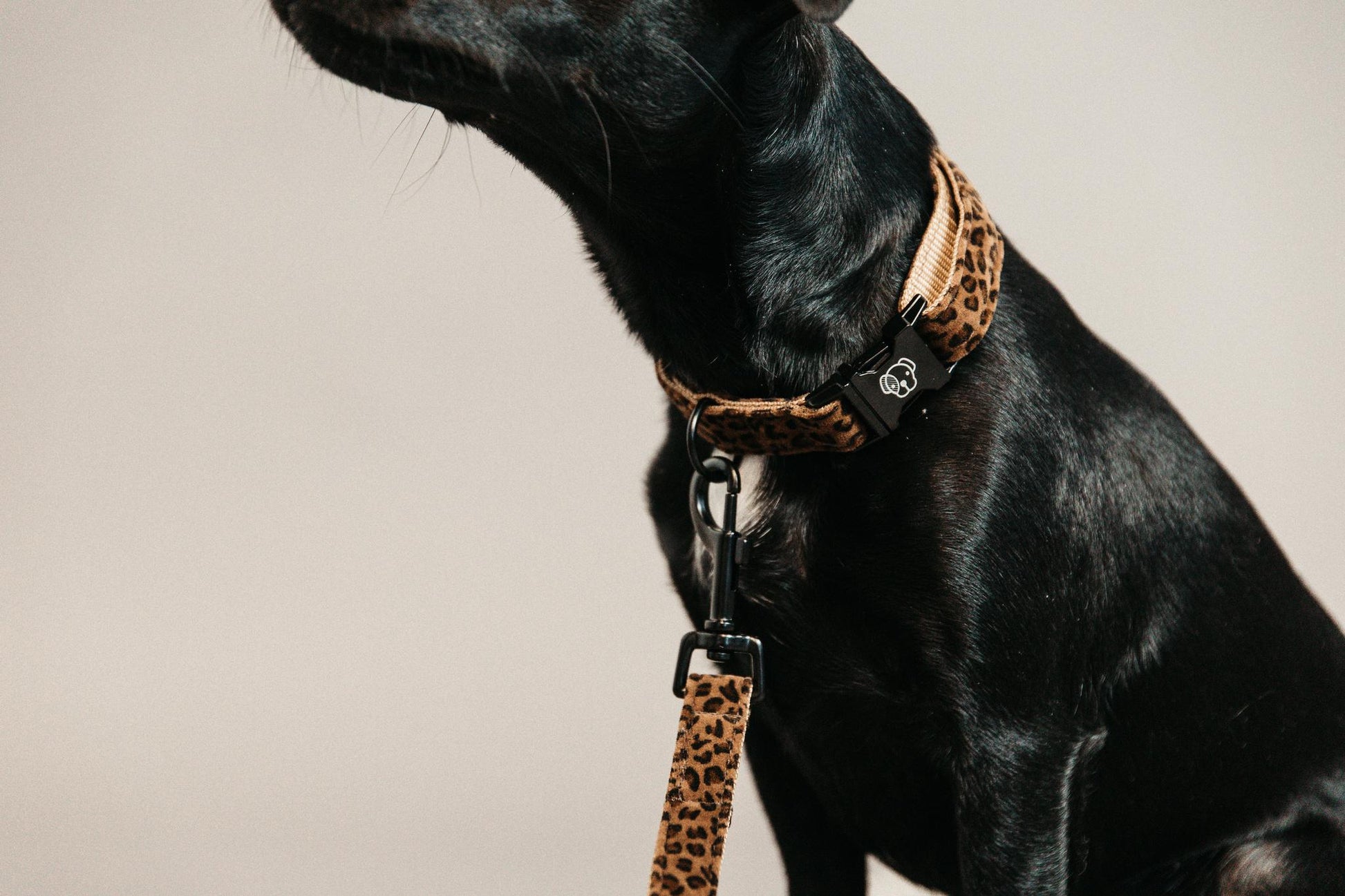COLLARE PER CANE COCCODRILLLO KENTUCKY 09KT-42630 55LEOPARD KENTUCKY 