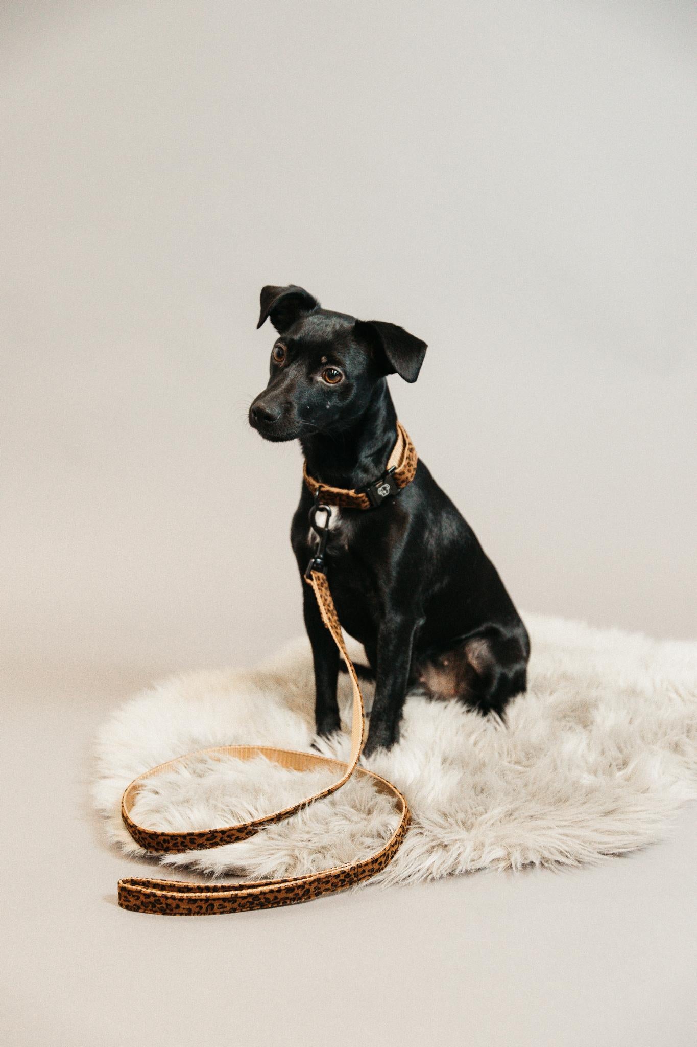 GUINZAGLIO PER CANE COCCODRILLO KENTUCKY 09KT-42631 55LEOPARD KENTUCKY 