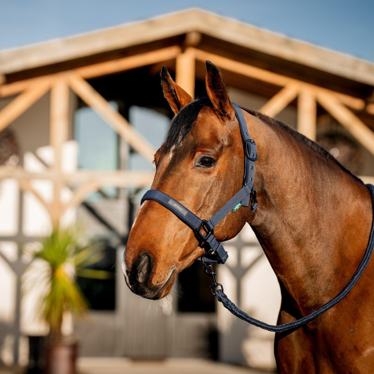 Set Capezza E Lunghina Amigo Horseware Blu DHRX01 B000NAVY HORSEWARE 