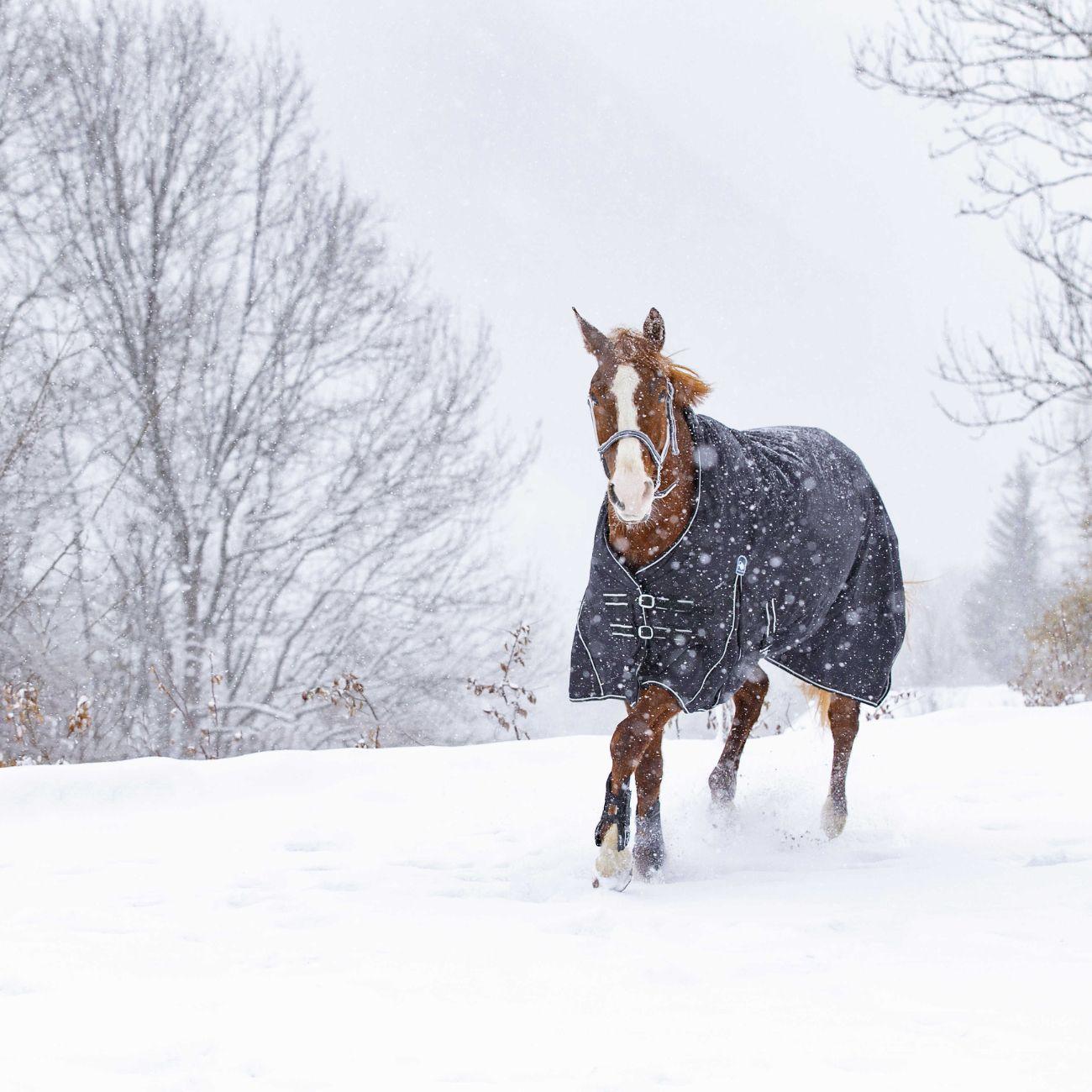 Coperta Waterproof OXford Foderata In Pile Riding World 400894 BLACK RIDING WORLD 