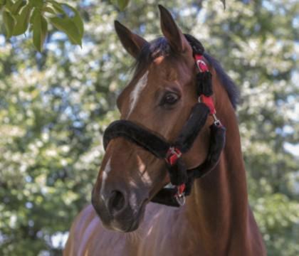 Capezza Cavallo Con Pelo Norton 510015 222 BLACK/BLACK NORTON 