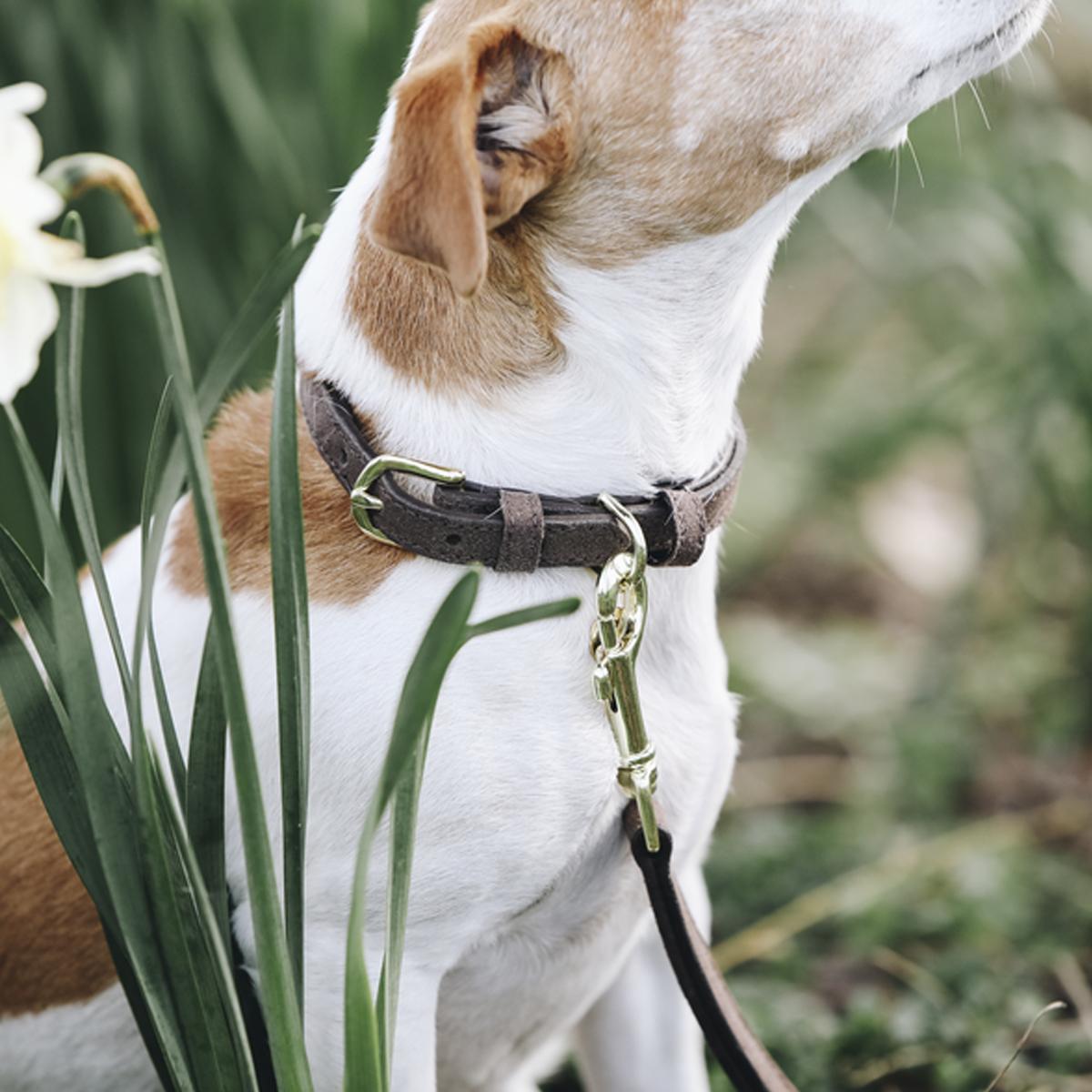 COLLARE PER CANE IN PELLE VELLUTATA KENTUCKY 09KT-42521 05BROWM KENTUCKY 