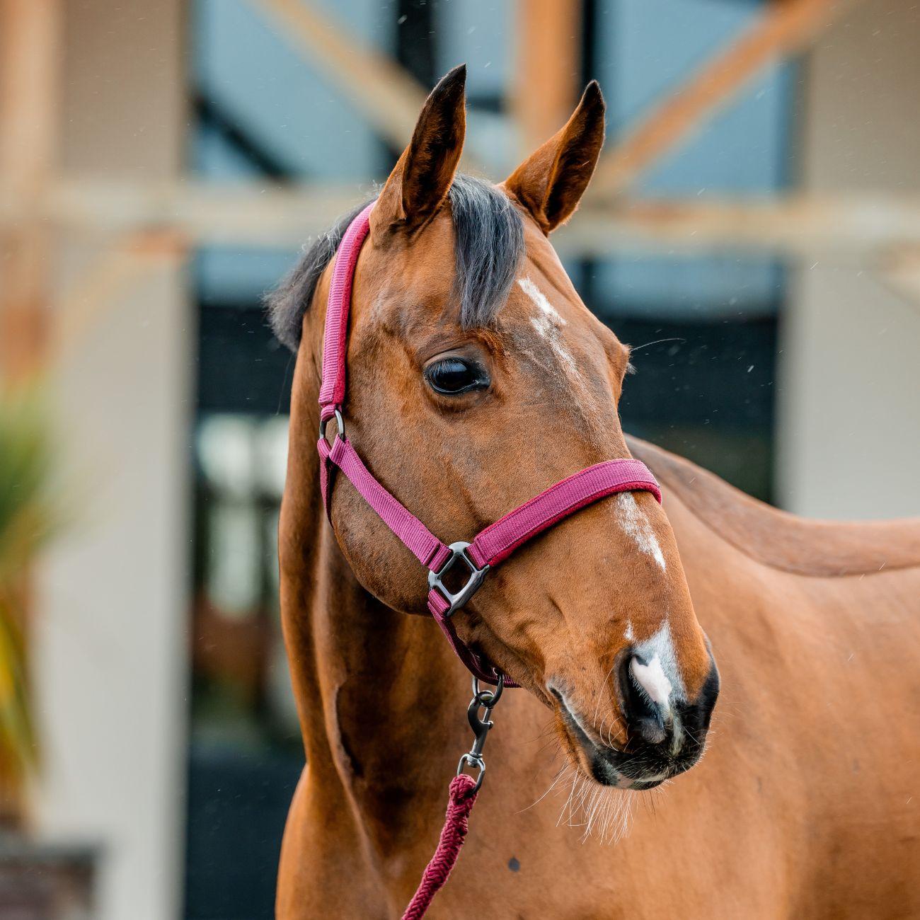 Set Capezza E Lunghina Amigo Horseware Bordeaux DHRX01 RRR0MULBERRY HORSEWARE 