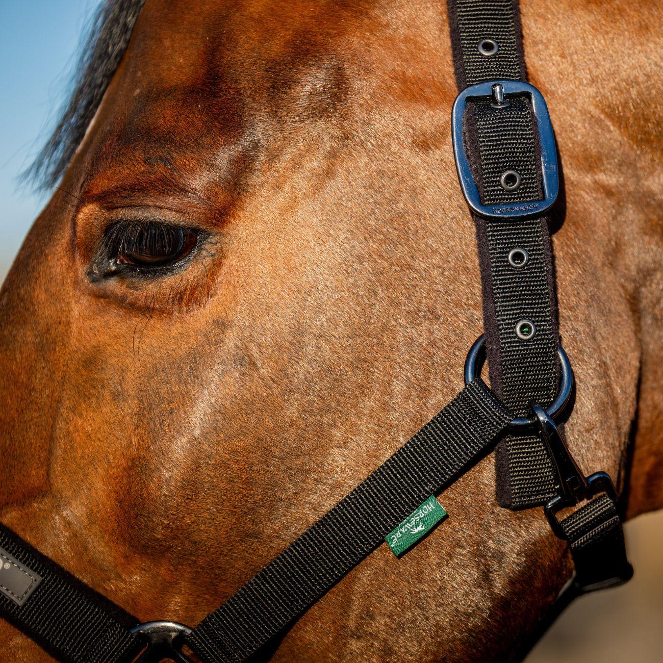 Set Capezza E Lunghina Amigo Horseware Nero DHRX01 K000BLACK HORSEWARE 