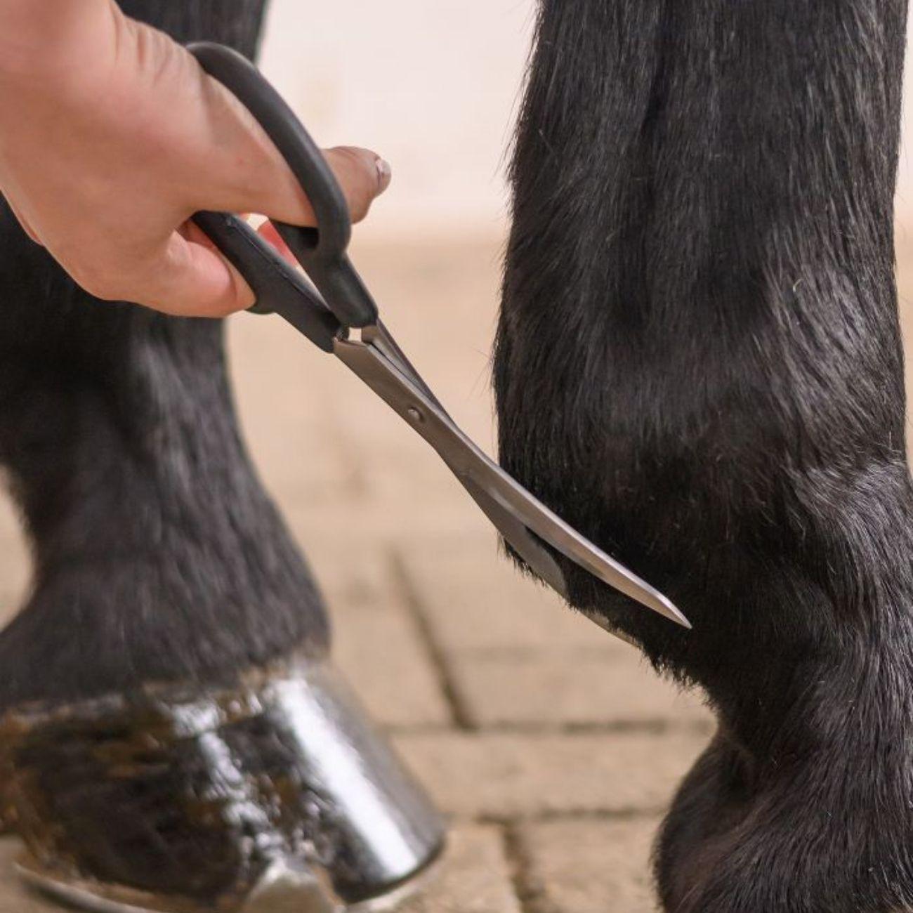 Forbici Da Toelettatura Waldhausen 154200 BLACK WALDHAUSEN 