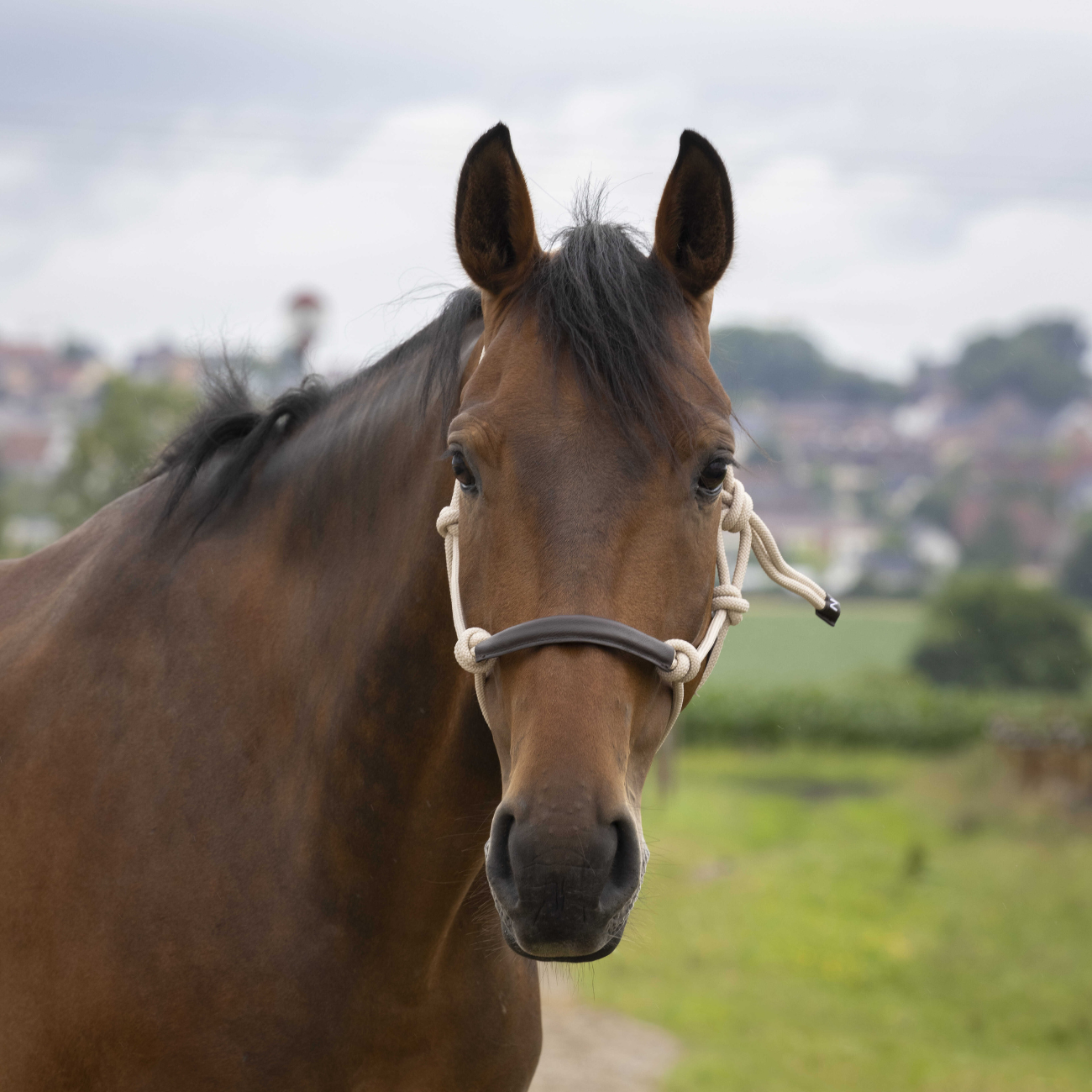 Capezza In Corda Norton Beige 510157 305BEIGE NORTON 