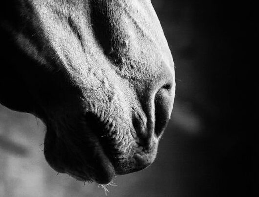 horsecare-prenditi-cura-del-tuo-cavallo-mascheroni-selleria-header